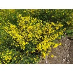 Ginestra Dei Carbonai "Cytisus Scoparius" Citiso Pianta In Vaso 9 Cm -Negozio Piante artificiali economico 72275330 4
