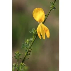Ginestra Dei Carbonai "Cytisus Scoparius" Citiso Pianta In Vaso 9 Cm -Negozio Piante artificiali economico 72275330 5