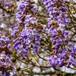 Paulownia Tomentosa - 40 - 60 Cm -Negozio Piante artificiali economico 74471109 3