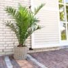 Phoenix Canariensis "Palma Delle Canarie" Pianta In Vaso 24 Cm Non Specificato 24 Cm -Negozio Piante artificiali economico 74828447 1
