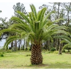 Phoenix Canariensis "Palma Delle Canarie" Pianta In Vaso 24 Cm Non Specificato 24 Cm -Negozio Piante artificiali economico 74828447 3