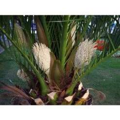 Phoenix Canariensis "Palma Delle Canarie" Pianta In Vaso 24 Cm Non Specificato 24 Cm -Negozio Piante artificiali economico 74828447 5