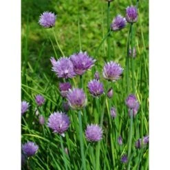 Pianta Erba Cipollina Disponibile In Vaso 7cm 14cm 18cm - Piante Aromatiche 14