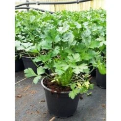 Pianta Prezzemolo 12cm H 30-50cm - Piante Aromatiche