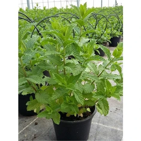 Pianta Menta Marocchana Vaso 14cm H 30-50cm - Piante Aromatiche 3 Pianta Menta Marocchana Vaso 14cm H 30-50cm - Piante Aromatiche