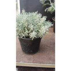 Pianta Santolina Disponibile Vaso 7cm 14cm - Piante Aromatiche 7 -Negozio Piante artificiali economico 7490382 2