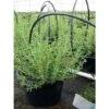 Pianta Timo Vaso 14cm H 20-50cm - Piante Aromatiche 2 Pianta Timo Vaso 14cm H 20-50cm - Piante Aromatiche -Negozio Piante artificiali economico 7490383 1