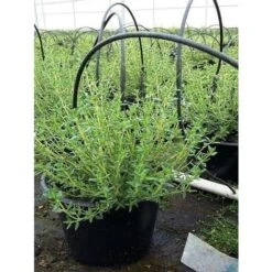 Pianta Timo Vaso 14cm H 20-50cm - Piante Aromatiche