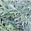 Pianta Artemisia Arborescens In Vario Formato - Piante Aromatiche 14 -Negozio Piante artificiali economico 7490779 1