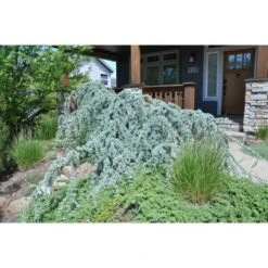 Cedro Dell'Atlante Piangente "Cedrus Atlantica Glauca Pendula" Pianta In Vaso 36 Cm H. 140/160 Cm -Negozio Piante artificiali economico 75232313 2