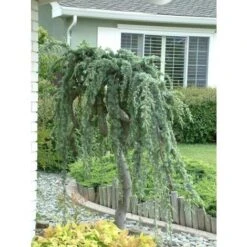 Cedro Dell'Atlante Piangente "Cedrus Atlantica Glauca Pendula" Pianta In Vaso 36 Cm H. 140/160 Cm -Negozio Piante artificiali economico 75232313 3