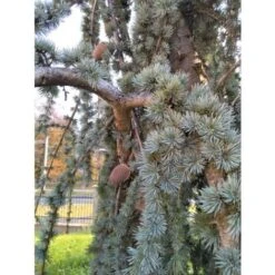 Cedro Dell'Atlante Piangente "Cedrus Atlantica Glauca Pendula" Pianta In Vaso 36 Cm H. 140/160 Cm -Negozio Piante artificiali economico 75232313 4