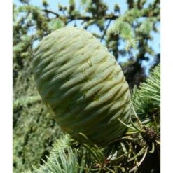 Cedro Dell'Atlante Piangente "Cedrus Atlantica Glauca Pendula" Pianta In Vaso 36 Cm H. 140/160 Cm -Negozio Piante artificiali economico 75232313 5