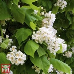 Catalpa Bungei "Albero Dei Sigari" Pianta Esemplare In Mastello 60 Cm H. 3 Mt -Negozio Piante artificiali economico 80391050 3