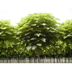 Catalpa Bungei "Albero Dei Sigari" Pianta Esemplare In Mastello 60 Cm H. 3 Mt -Negozio Piante artificiali economico 80391050 4