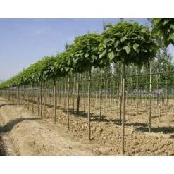 Catalpa Bungei "Albero Dei Sigari" Pianta Esemplare In Mastello 60 Cm H. 3 Mt -Negozio Piante artificiali economico 80391050 5