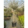 Ulivo Olivo "Olea Europea" Bellissimi Esemplari Ad Alberello Pianta In Mastello 40 Cm H. 100/120 Cm FOTO REALI -Negozio Piante artificiali economico 82797473 1