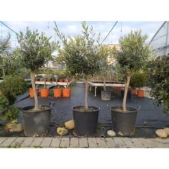 Ulivo Olivo "Olea Europea" Bellissimi Esemplari Ad Alberello Pianta In Mastello 40 Cm H. 100/120 Cm FOTO REALI -Negozio Piante artificiali economico 82797473 3