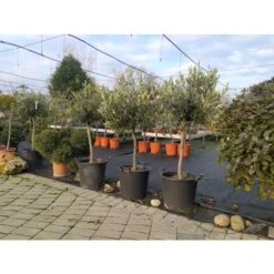 Ulivo Olivo "Olea Europea" Bellissimi Esemplari Ad Alberello Pianta In Mastello 40 Cm H. 100/120 Cm FOTO REALI -Negozio Piante artificiali economico 82797473 5