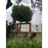 Alloro "Laurus Nobilis" Pianta Ad Alberello In Mastello 60 Cm H. 300/350 Cm FOTO REALI