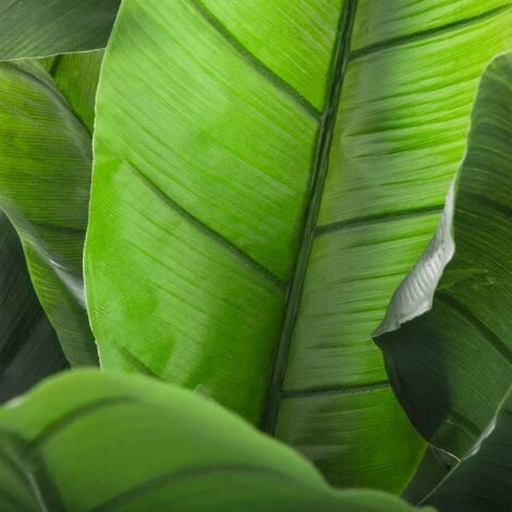 Albero Di Banane H170 - Albero Di Banane, Polietilene, Ferro, Eva, Altezza 170 Cm - Atmosphera Créateur D'intérieur 4 Albero Di Banane H170 - Albero Di Banane, Polietilene, Ferro, Eva, Altezza 170 Cm - Atmosphera Créateur D'intérieur - immagine 2