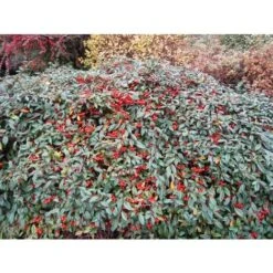 Cotognastro A Foglia Di Salice "Cotoneaster Salicifolius" Pianta In Vaso 9 Cm