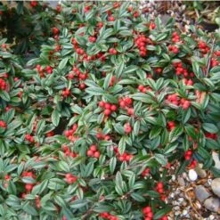 Cotognastro A Foglia Di Salice "Cotoneaster Salicifolius" Pianta In Vaso 9 Cm -Negozio Piante artificiali economico 83831505 3