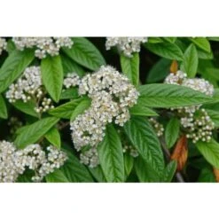 Cotognastro A Foglia Di Salice "Cotoneaster Salicifolius" Pianta In Vaso 9 Cm -Negozio Piante artificiali economico 83831505 4