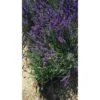 PIANTA DI LAVANDA COMPATTA Vaso 18 Cm (foto Reale) Dwarf Blue -Negozio Piante artificiali economico 8481617 1