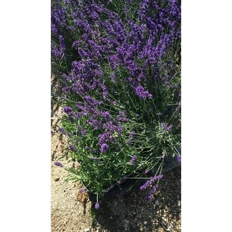 PIANTA DI LAVANDA COMPATTA Vaso 18 Cm (foto Reale) Dwarf Blue 3 PIANTA DI LAVANDA COMPATTA Vaso 18 Cm (foto Reale) Dwarf Blue