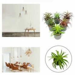 Pianta Artificiale Simulazione Di Fiori Artificiali Pianta Grassa Fresia Pianta In Vaso Simulazione Interna Fiore Decorazione Della Casa Bonsai Ornamenti Pianta Verde Pianta Di Simulazione (Marrone) -Negozio Piante artificiali economico 85904990 4