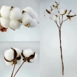 Ramo Di Cotone Stelo Naturale Fattoria Fiori Secchi Rami Di Cotone Pianta Di Cotone Fiori Secchi Artificiali (20 Pezzi). -Negozio Piante artificiali economico 85912303 2