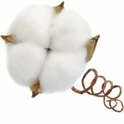 Ramo Di Cotone Stelo Naturale Fattoria Fiori Secchi Rami Di Cotone Pianta Di Cotone Fiori Secchi Artificiali (20 Pezzi). -Negozio Piante artificiali economico 85912303 3