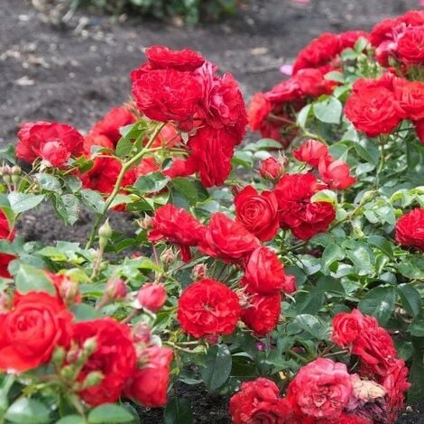 The Fairy Rouge 3 The Fairy Rouge