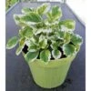 Incenso -vaso 14cm- Piante Aromatiche Plectranthus Coleoides Erbe Aromatiche -Negozio Piante artificiali economico 88504717 1