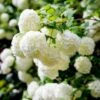 Viburno Palla Di Neve "Viburnum Opulus" Pianta In Vaso 18 Cm -Negozio Piante artificiali economico 88510101 1