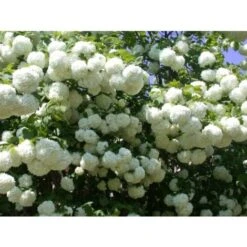 Viburno Palla Di Neve "Viburnum Opulus" Pianta In Vaso 18 Cm 9 Viburno Palla Di Neve "Viburnum Opulus" Pianta In Vaso 18 Cm -Negozio Piante artificiali economico 88510101 3