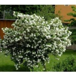Viburno Palla Di Neve "Viburnum Opulus" Pianta In Vaso 18 Cm 10 Viburno Palla Di Neve "Viburnum Opulus" Pianta In Vaso 18 Cm -Negozio Piante artificiali economico 88510101 4