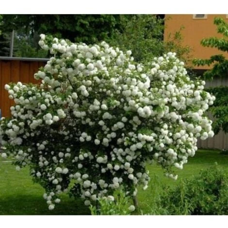 Viburno Palla Di Neve "Viburnum Opulus" Pianta In Vaso 18 Cm 6 Viburno Palla Di Neve "Viburnum Opulus" Pianta In Vaso 18 Cm - immagine 4