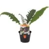ORTO MIO Carciofo Violetto Rifiorente Precoce Var. Capriccio -Negozio Piante artificiali economico 90032281 1