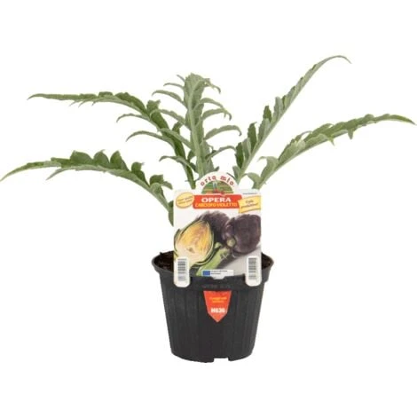 ORTO MIO Carciofo Violetto Var. Opera 3 ORTO MIO Carciofo Violetto Var. Opera