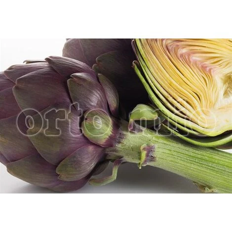 ORTO MIO Carciofo Violetto Var. Opera 4 ORTO MIO Carciofo Violetto Var. Opera - immagine 2