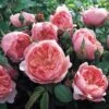 The Alnwick Rose 2 The Alnwick Rose -Negozio Piante artificiali economico 90547711 1