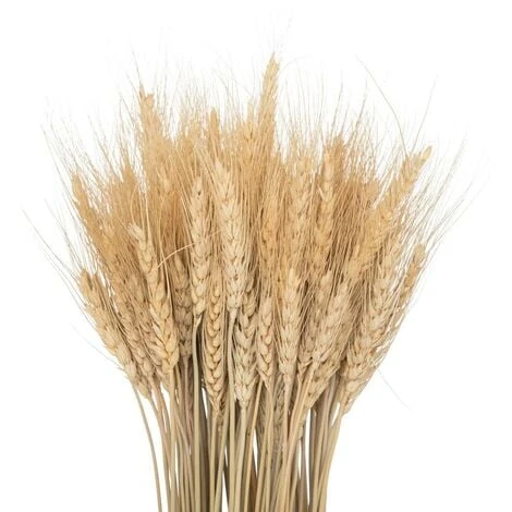 Finocchio Essiccato Lour, H65 Cm - Atmosphera Créateur D'intérieur 4 Finocchio Essiccato Lour, H65 Cm - Atmosphera Créateur D'intérieur - immagine 2