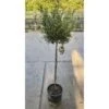 Ulivo Olivo "Olea Europea" Pianta Ad Alberello In Vaso 22 Cm H. 70/80 Cm FOTO REALI -Negozio Piante artificiali economico 90892637 1