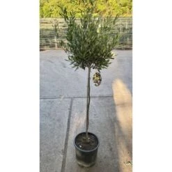 Ulivo Olivo "Olea Europea" Pianta Ad Alberello In Vaso 22 Cm H. 70/80 Cm FOTO REALI