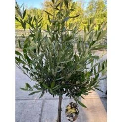 Ulivo Olivo "Olea Europea" Pianta Ad Alberello In Vaso 22 Cm H. 70/80 Cm FOTO REALI -Negozio Piante artificiali economico 90892637 3