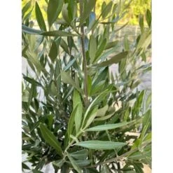 Ulivo Olivo "Olea Europea" Pianta Ad Alberello In Vaso 22 Cm H. 70/80 Cm FOTO REALI -Negozio Piante artificiali economico 90892637 4