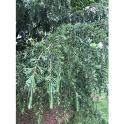 Cedro Dell'Himalaya Piangente "Cedrus Deodara Pendula" Pianta In Vaso 13 Cm -Negozio Piante artificiali economico 91409618 3