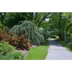 Cedro Dell'Himalaya Piangente "Cedrus Deodara Pendula" Pianta In Vaso 13 Cm -Negozio Piante artificiali economico 91409618 4